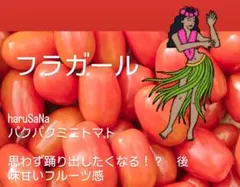 パクパク◇　フラガール　ミニトマト 常温　1kg 岩手県産　農家直送