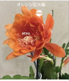 피콕 선인장 오렌지 사시호