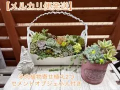 2026年最新】寄せ植え 多肉 そのまま飾れるの人気アイテム - メルカリ