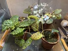 2026年最新】アグラオネマ ピクタム 種の人気アイテム - メルカリ