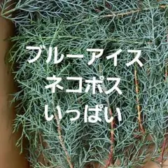 ブルーアイス　リース材料　ネコポス ドライフラワー