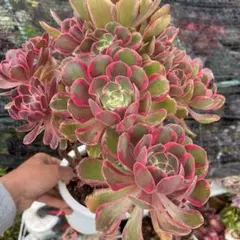 多肉植物。紅蓮花 法師錦抜き苗18頭 - メルカリ