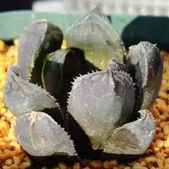 2025年最新】ハオルチア ドドソンの人気アイテム - メルカリ