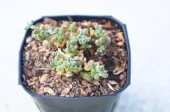 chakuꕤ*.゜様 リクエスト 3点 まとめ商品