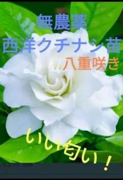 無農薬★西洋クチナシ挿し穂約8本✿いい香り✿大輪の花のサムネイル