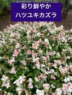 あつみ様 リクエスト 2点 まとめ商品