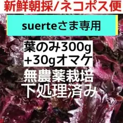 suerteさま専用⭕️ 赤紫蘇 葉のみ 箱パンパン詰込 300g+α 農薬無のサムネイル