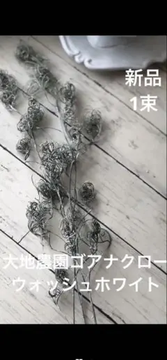 무료 배송 ☆ 다이치 팜 고아나 클로 워시 화이트 1 묶음