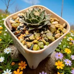 2025年最新】サボテン 帝冠の人気アイテム - メルカリ