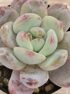 2026年最新】リエール苗の人気アイテム - メルカリ