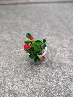 ユーフォルビア 花キリン 苗 多肉植物