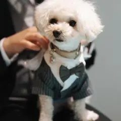 【ユキ様専用】 犬猫用タキシード服 グレー　リングドッグ