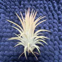 Tillandsia Splendid Journey 速達発送 - メルカリ