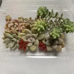多肉植物 セダム エケベリア 寄せ植えセット 普及種
