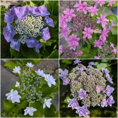 紫陽花 挿し穂 6種類 各1本ずつ ネコポス発送 - メルカリ