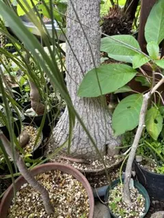 コレクション株】ボンバックス 幹太 現地球 発根済み 塊根植物 - メルカリ