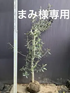 2026年最新】オリーブ苗木 カラマタの人気アイテム - メルカリ