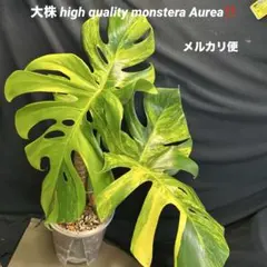 モンステラボルシギアナオーレア黄斑4号鉢植え55cm発根済み安心 - メルカリ