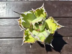 アガベ 　黒鯨のサムネイル