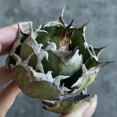 2026年最新】アガベ FO-076の人気アイテム - メルカリ