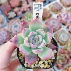 2025年最新】コロラータの人気アイテム - メルカリ