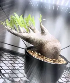 2025年最新】パキポ マカイエンセの人気アイテム - メルカリ