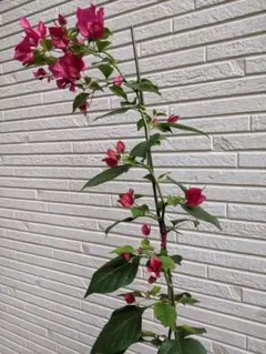 貴重な￼ブーゲンビリア大苗￼ 鉢植えブーゲンビレア ピンク 約1.7m 現品発送 特大株 植木苗木大苗
