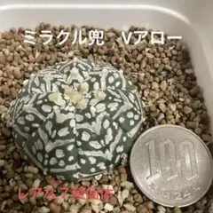 かよぱぁ　スーパー兜 Vアロータイプ　ヒトデタイプ（全幅9.7cm）美株 アストロフィツム スーパー兜 Vタイプ/アロータイプ | STELLA.PLANTS