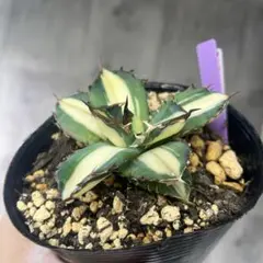 2026年最新】太陽神 アガベの人気アイテム - メルカリ