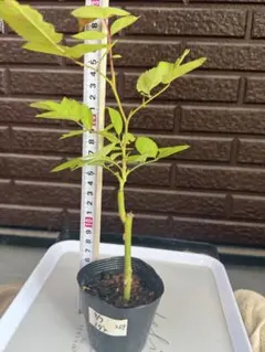 バラ苗　バラ挿し木苗 268 バラ苗 バラ挿し木苗 大きめ 藤色 ノ - メルカリ