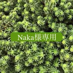 多肉植物　Naka様専用ページ