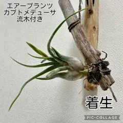 착생 유목 꽃봉오리를 가진 에어 플랜츠 캡토메두사가 나왔습니다 ^ ^