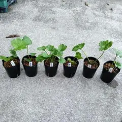 2026年最新】ラナンキュラス ラックス あずきの人気アイテム - メルカリ