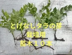 とげなしタラの芽 栽培用苗木 10本セットのサムネイル