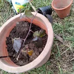 ブラックベリー　苗木