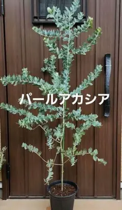 パールアカシア　8号スリット鉢植え　苗　ミモザ