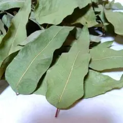 レモンユーカリドライ　　 香りのよい葉っぱ