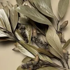 泰山木　ドライ　現品　5本。 自然素材