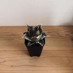 アガベ　チタノタ　台湾ゴジラ　GODZILLA　検）オアハカ　皇冠　清櫻　大白鯊 アガベ チタノタ 台湾ゴジラ GODZILLA 検）オアハカ 皇冠 清櫻 大白鯊