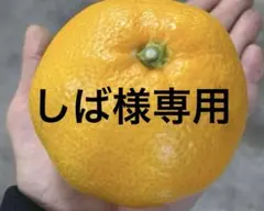 有田みかん　純宝丸　訳あり不知火 10㎏入り