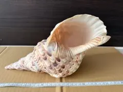 2025年最新】沖縄産ホラ貝の人気アイテム - メルカリ