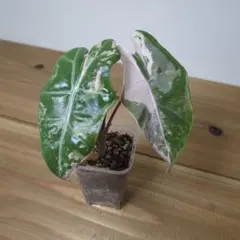 MH1アロカシア マハラニ ゴールド 黄斑入り - メルカリ