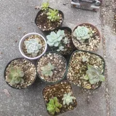 多肉植物 9種13苗セット 抜き苗