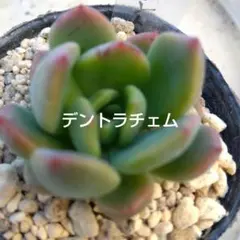 多肉植物 ドラゴンズブラッド 抜き苗 根付き 黄色あひるちゃん - メルカリ