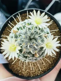 年末年始SALE✨ マミラリア☆白棘☆デュエイ☆丸サボテン☆