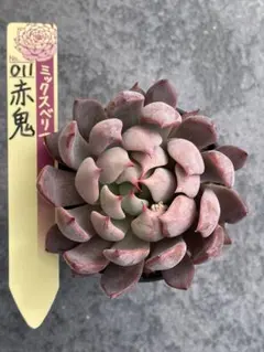 す*こ様 【極上苗】ミックスベリア 赤鬼 多肉植物 おらいさん 3