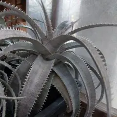 ディッキア Dyckia macedoi, Bill Baker hybrid 種子 Dyckia macedoi hybrid, Bill Baker ⑴ - メルカリ