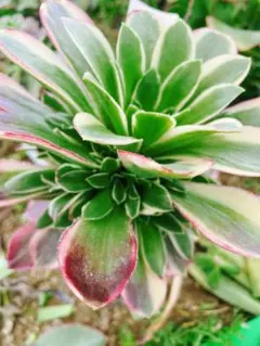 2026年最新】アエオニウム群生の人気アイテム - メルカリ