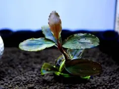 ブセファランドラ『アップル・リーフ』【完全水中葉】溶岩石活着株
