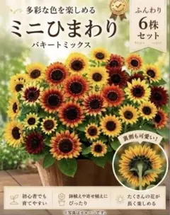 2026年最新】ひまわりさん出品商品一覧の人気アイテム - メルカリ